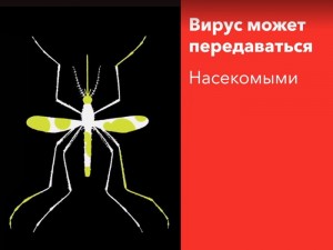 Insects_transmit_viruses